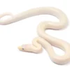 Blue Eyed Leucistic Colombian Rainbow Boa