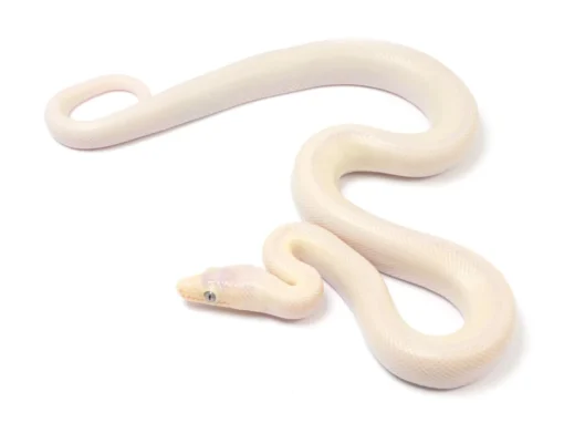 Blue Eyed Leucistic Colombian Rainbow Boa