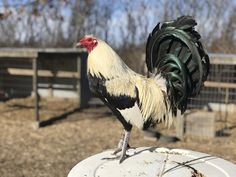 American Gamefowl