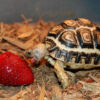 leopard tortoise for sale