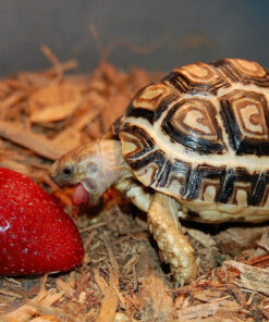 leopard tortoise for sale