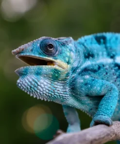 Nosy Be Panther Chameleon