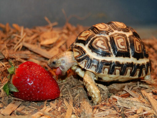 leopard tortoise for sale