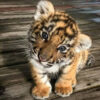 Bengal Tiger Cubs