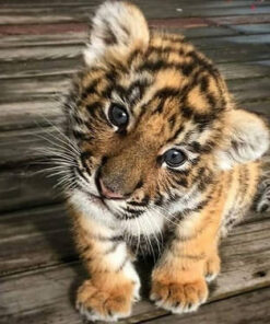 Bengal Tiger Cubs