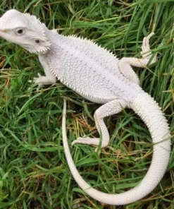 Hypo Zero Bearded Dragon