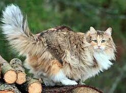 Norwegian Forest Cat