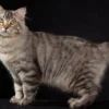 American Bobtail cat