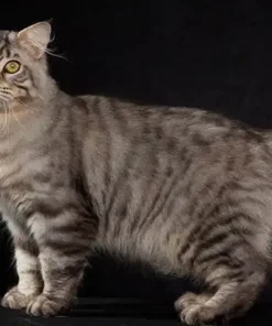 American Bobtail cat