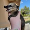 Coatimundi for Sale