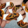 Baby Pied Ball Python