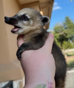 Coatimundi for Sale