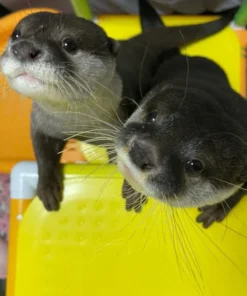 Baby Otters