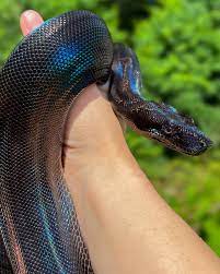 Black Devil Boa