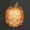 Spiny Turtle for Sale