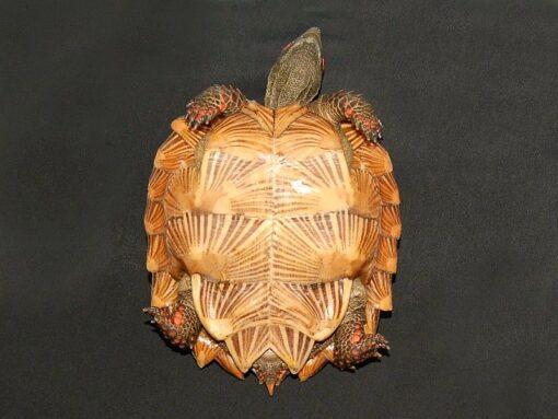 Spiny Turtle for Sale