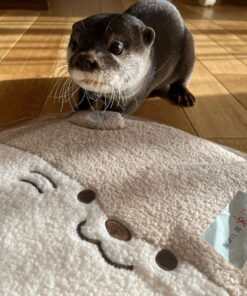 asian small clawed otter for sale