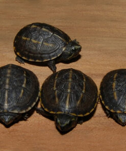 Florida Mud Turtle