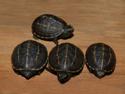 Florida Mud Turtle