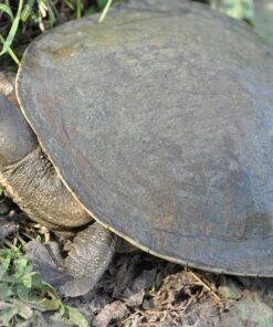 Red Faced Short Neck Turtle