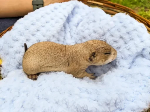 Prairie Dog for Sale