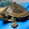 Indian Brown Roofed Turtle