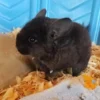 Chinchillas For Sale