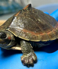 Indian Brown Roofed Turtle