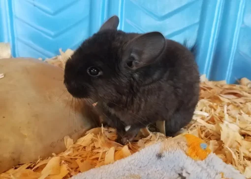 Chinchillas For Sale