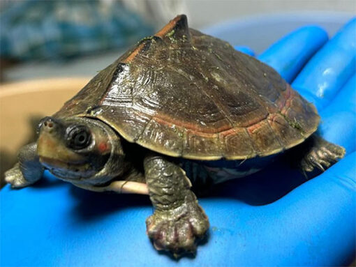 Indian Brown Roofed Turtle