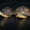 Asian Box Turtle For Sale