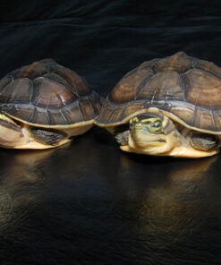 Asian Box Turtle For Sale