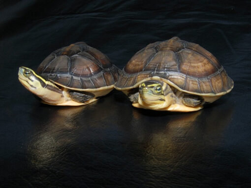 Asian Box Turtle For Sale