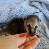 Coatimundi for Sale