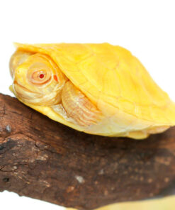 Albino Red Ear Slider Turtle