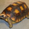 Yellowfoot Tortoise