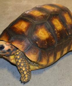 Yellowfoot Tortoise