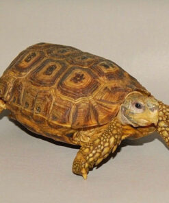 Hingeback Tortoise