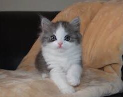 Ragamuffin cat