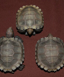 burmese brown mountain tortoise