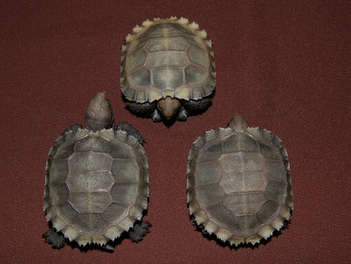 burmese brown mountain tortoise