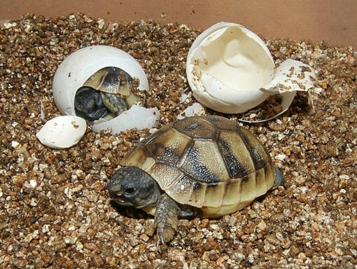 Hermann Tortoise