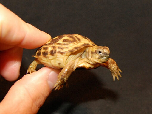 Russian Tortoise