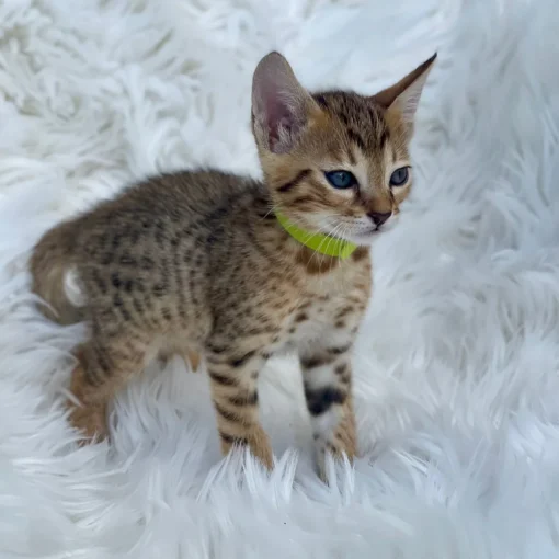 F1 Savannah Cat for Sale