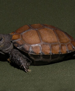 black mountain tortoise