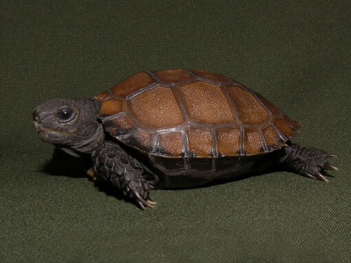 black mountain tortoise