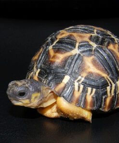 Baby Yellowfoot Tortoise