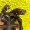 Sri Lankan Star Tortoise