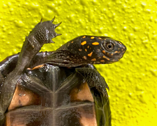 Sri Lankan Star Tortoise