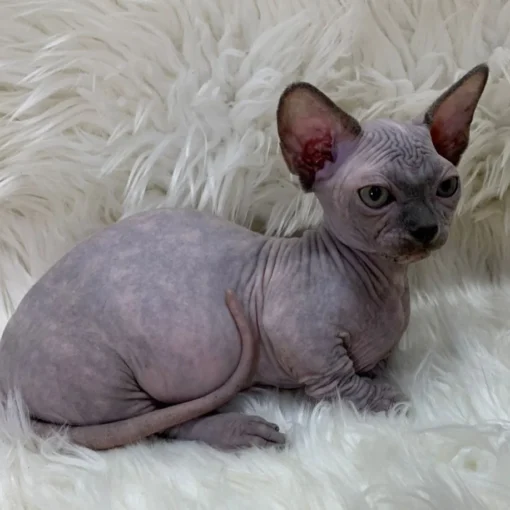 sphynx kitten for sale